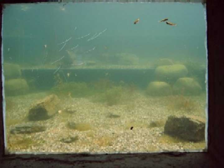 Bild: Blick durch das Unterwasser-Fenster des Teichs